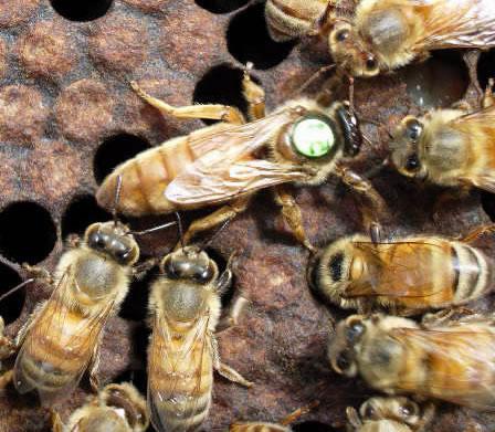 มดลูกของผึ้ง: ตัวอย่างหลักในรัง