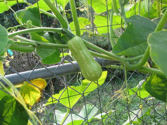 ดูแล courgettes ในทุ่งโล่ง