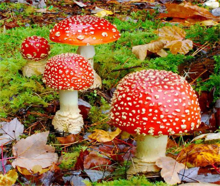 ปริศนาเกี่ยวกับการบิน agaric