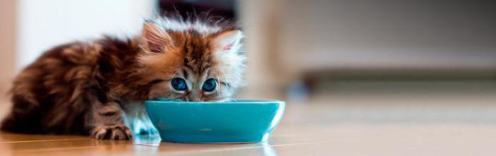 Go! (อาหารแมว) - อาหารที่เหมาะสำหรับสัตว์เลี้ยง