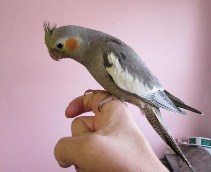 วิธีการเชื่องนกแก้ว Corella มือ