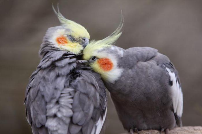 วิธีการทำความสะอาดมือ Corella ได้อย่างรวดเร็ว