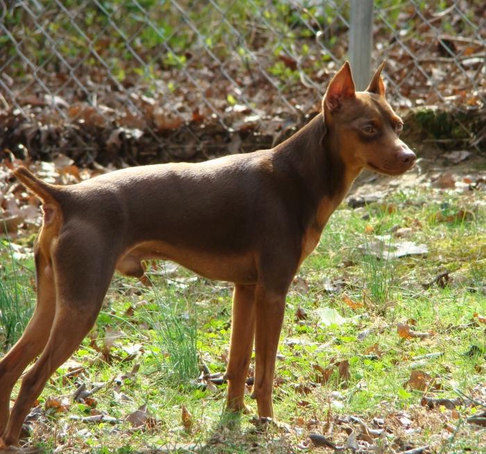 คนดี Dobermans