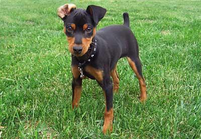 ลูกสุนัข Doberman