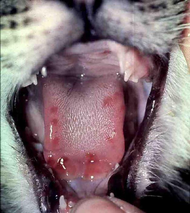 calciticosis ในแมวอาการและการรักษา