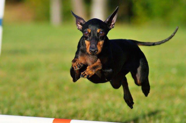 Manchester Terrier 