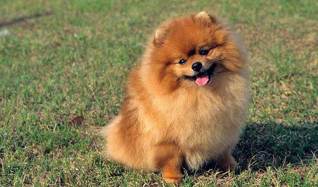 Miniature Spitz: คำอธิบายเกี่ยวกับสายพันธุ์สุนัขและภาพถ่าย