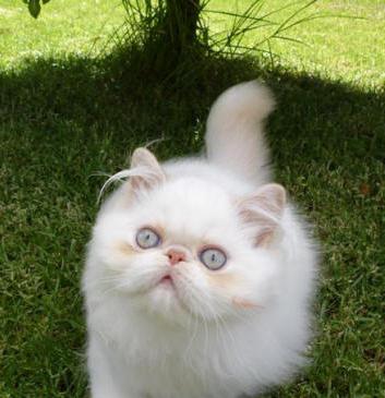 ทำไมแมวถึงได้เปียกปัสสาวะ? ทำไมแมวสก็อตหรือชาวเปอร์เซียถึงมีน้ำตา?