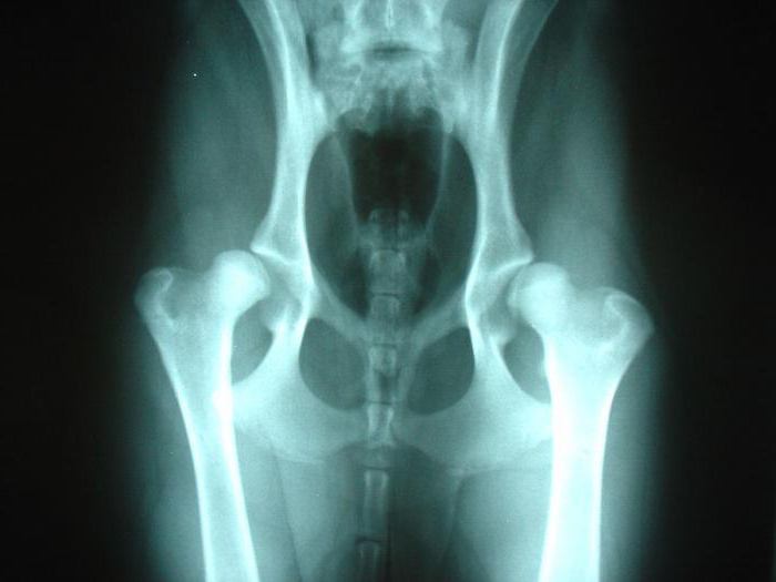  สะโพก dysplasia ในสุนัข