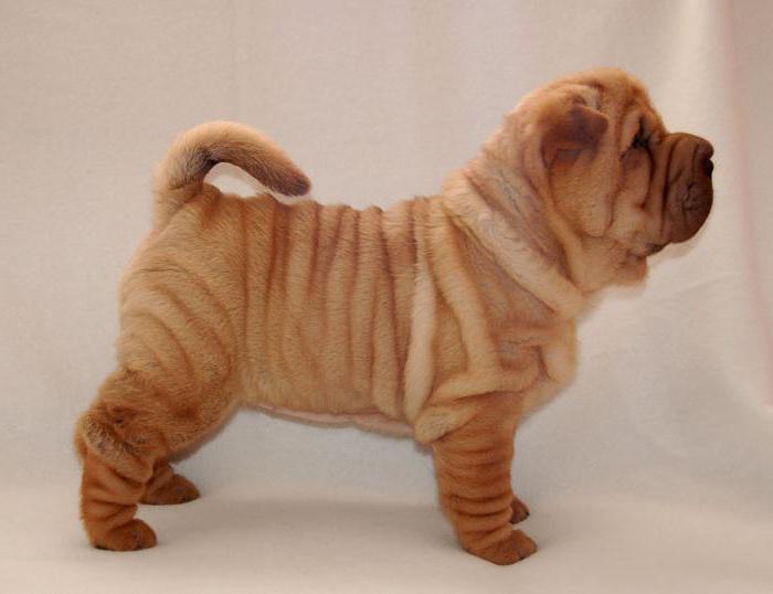 shar pei puppies รูปภาพ 