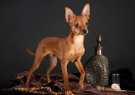 russian toy terrier redhead