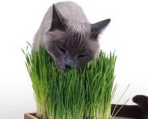 หญ้าสำหรับแมว - แหล่งที่มาของสุขภาพ