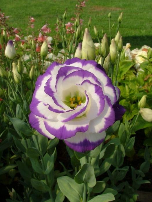 ดอกไม้ของ eustoma: คำอธิบายการเพาะปลูกการดูแล