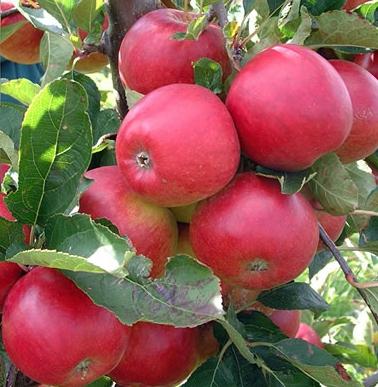 วิธีการอย่างถูกต้องที่จะตัดต้นแอปเปิ้ล? คำแนะนำสำหรับชาวสวน