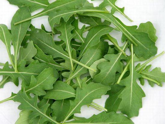 การเพาะปลูกของ arugula