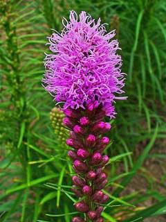 การเชื่อมโยงไปถึง Liatris และออกจากรูปภาพ