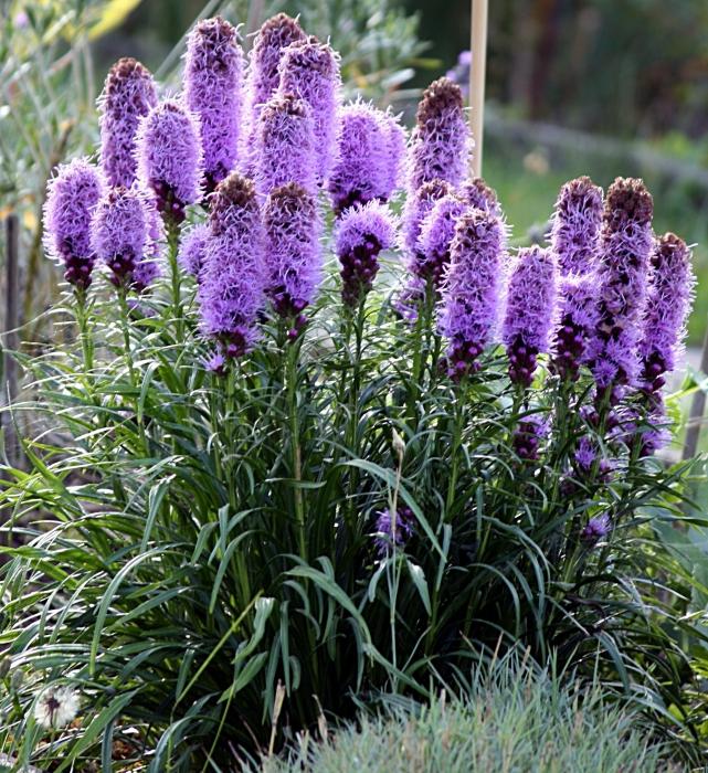 Liatris การเพาะปลูกและการดูแล