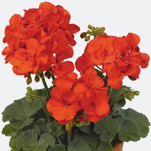 Pelargonium zonal: เสน่ห์แห่งความงาม