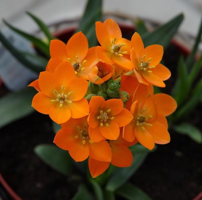 Ptitselechnik: ปลูกและดูแล ornithogalum แปลก