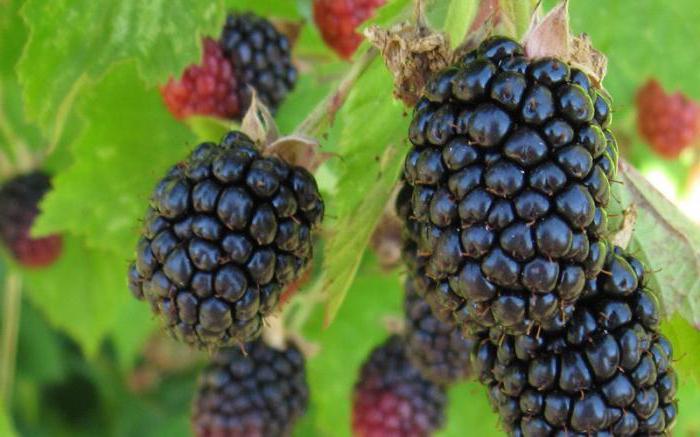 Blackberry "Triple Crown"