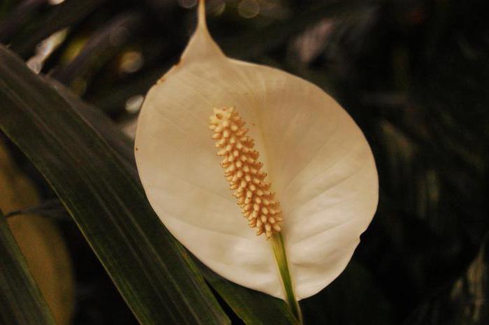 ดอกไม้ spathiphyllum โดมิโน