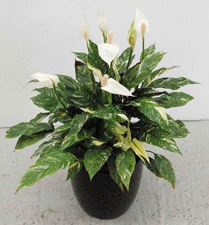 Spathiphyllum Domino: การดูแลพืช