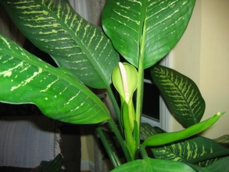 dieffenbachia บาน