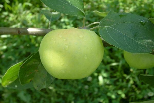 พันธุ์ฤดูหนาวและฤดูใบไม้ร่วงของต้นแอปเปิ้ลสำหรับ Urals
