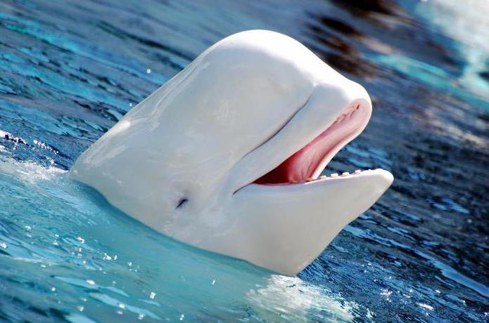 ปลาโลมา Beluga