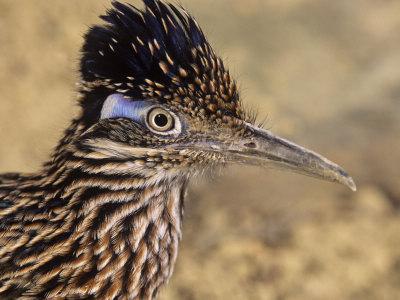 Californian cuckoo-plantain - นักวิ่งที่ยอดเยี่ยม