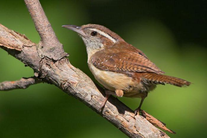 ภาพ wren นก