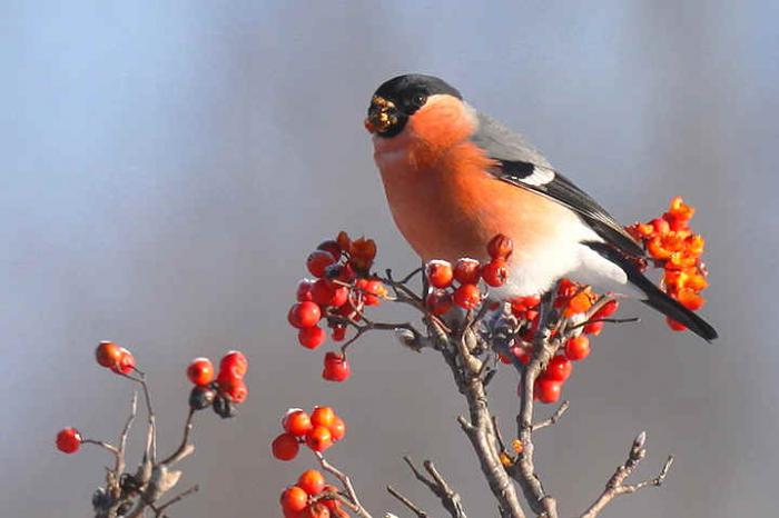 ทำไม bullfrogs เรียกว่า bullfinches