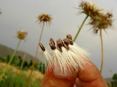 Milk thistle - healer ไม่โอ้อวด