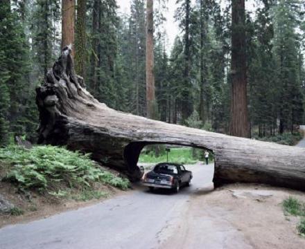 Sequoia เป็นต้นไม้ที่สูงที่สุดในโลก