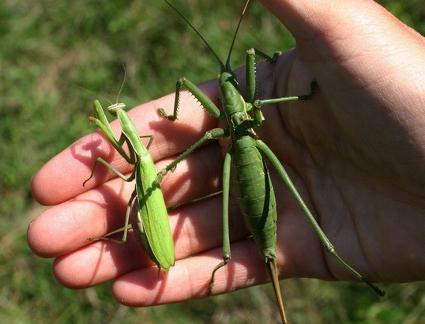 Steppe Dibble - ตั๊กแตนที่ใกล้สูญพันธุ์