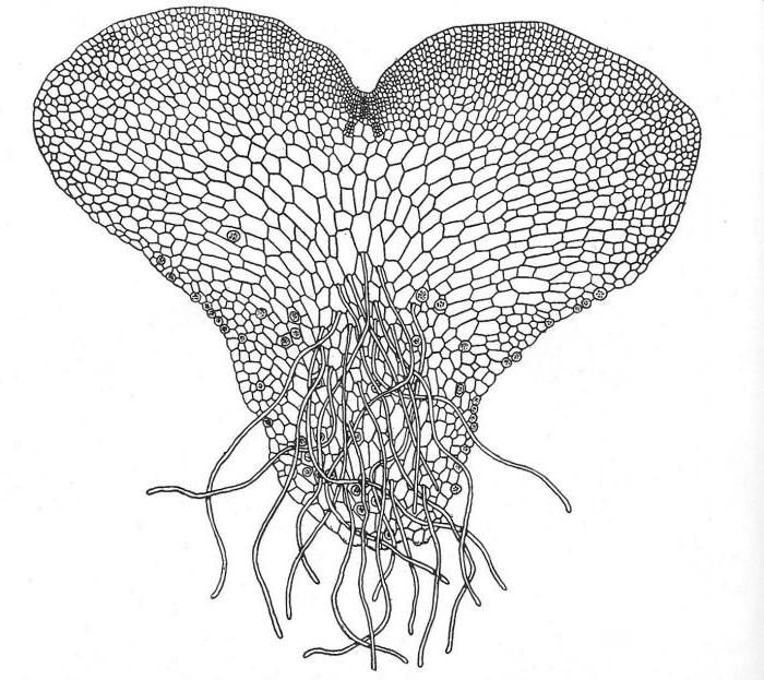 gametophyte ในพืช