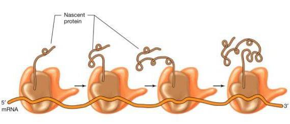 polysomes เซลล์