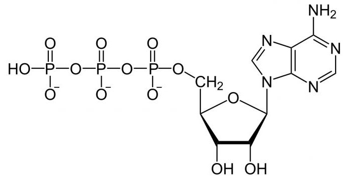 หน้าที่ของเอทีพี หน้าที่ของ ATP คืออะไร?