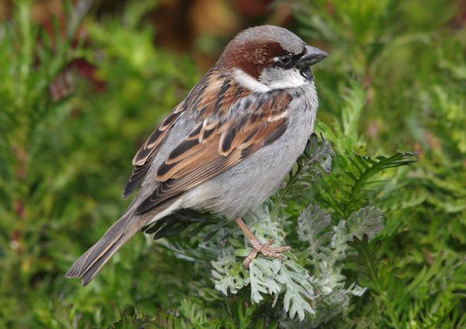 การแยกนก นกของ passerines สั่ง นกเหยื่อ: รูปถ่าย