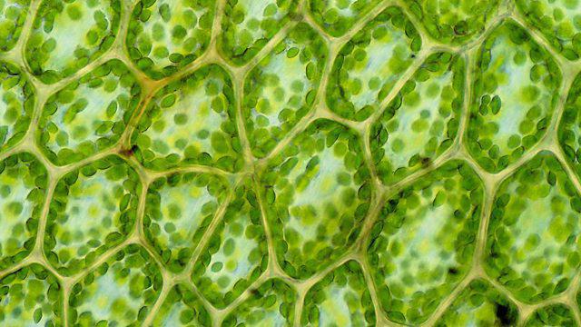 โครงสร้างของเซลล์พืชและสัตว์: ความเหมือนและความแตกต่าง