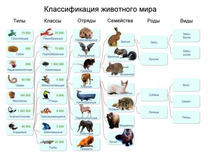 Taxon - กลุ่มที่มีระบบของสิ่งมีชีวิตที่เกี่ยวข้องโดยเครือญาติ