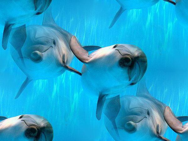 Dolphinarium ใน Samara: โหมดการทำงานบทวิจารณ์