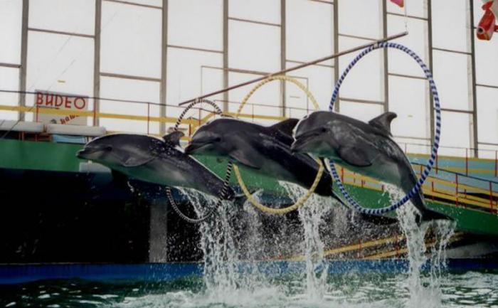 สถานที่ที่ยอดเยี่ยม - dolphinarium ใน Evpatoria