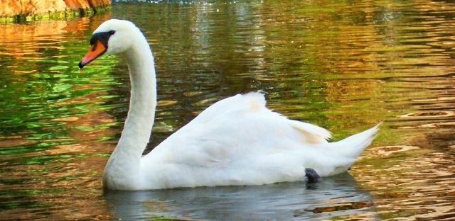 อุทยานนกในภูมิภาค Kaluga - การพักผ่อนหย่อนใจทางธรรมชาติในธรรมชาติ