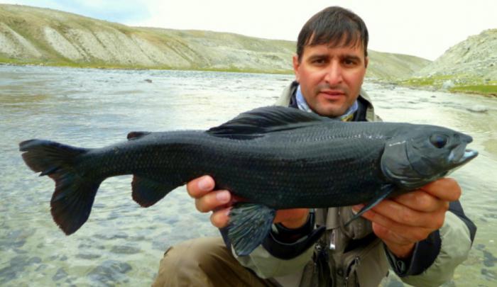 ตกปลาใน Barnaul และบริเวณโดยรอบ