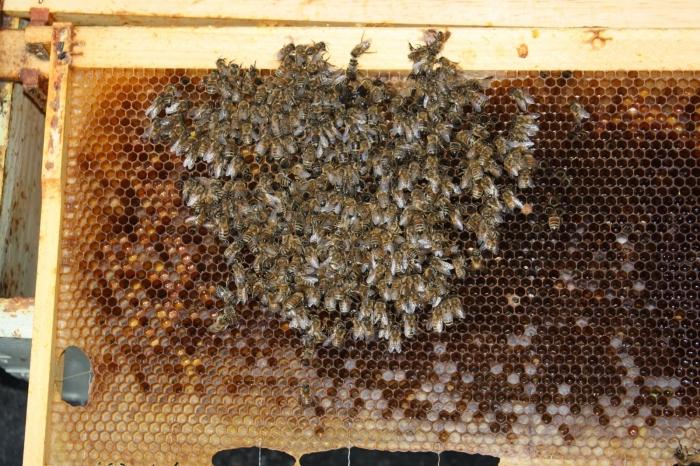 การรักษาด้วยน้ำผึ้ง: สูตรและขอบเขต