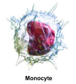 Monocytes มีการยกระดับ - สัญญาณเตือนภัย