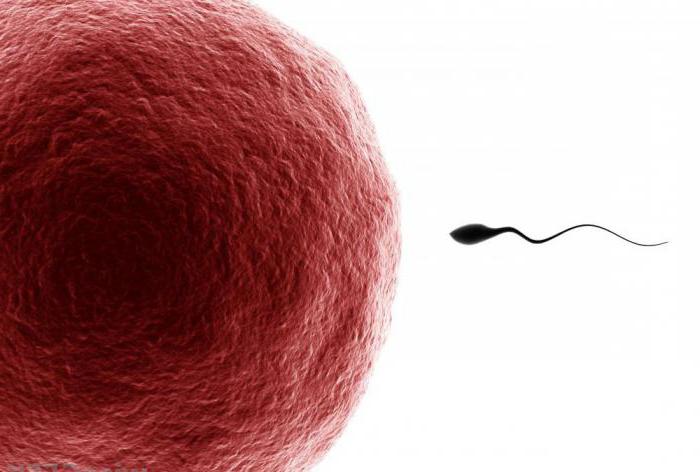 การเกิดรังไข่เป็นกระบวนการสร้างไข่ Spermatogenesis และ oogenesis