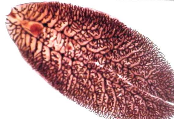 โฮสต์กลางของ trematode ตับ