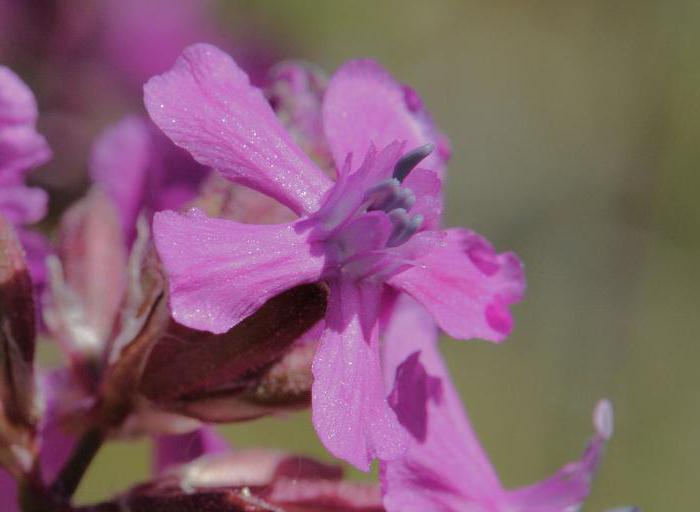 Smolka vulgaris - คุณสมบัติที่เป็นประโยชน์และการประยุกต์ใช้ในการแพทย์พื้นบ้าน